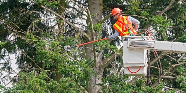 Tree Care Safety