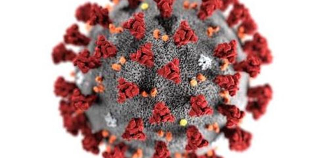 Picture of COVID-19 Virus
